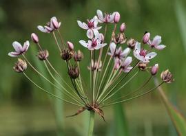   Inflorescence:   Butomus umbellatus ; Photo by M. Storey, eol.org
