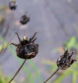   Infructescences:   Butomus umbellatus ; Photo by Z. Akulova, calphotos.berkeley.edu
