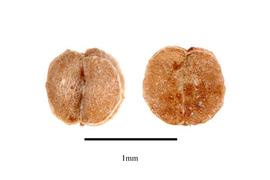   Fruits:   Callitriche palustris ; Photo by R. Gibbons, USDA APHIS PPQ, Kirkbride et al. (2006)
