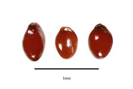   Seeds:   Clermontia kakeana ; Photo by R. Gibbons, USDA APHIS PPQ, Kirkbride et al. (2006)
