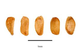   Seeds:   Trematolobelia kauaiensis ; Photo by R. Gibbons, USDA APHIS PPQ, Kirkbride et al. (2006)
