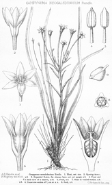   Fruit, seed:   Campynemanthe neocaledonica ; Illustration by P. Highley, Rendle et al. (1921), courtesy of L. Watson and M.J. Dallwitz, 1992 onwards 
