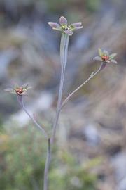   Inflorescence:   Campynema lineare ; Photo by Tim Rudman, gbif.org
