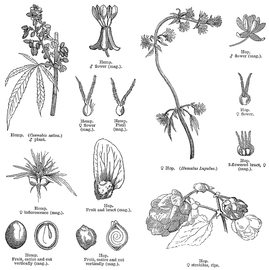   Infructescence, fruit, seed, embryo:   Humulus lupulus  and  Cannabis sativa ; Illustration by L. Steinheil and A. Riocreux, A general system of botany (1873), courtesy of L. Watson and M.J. Dallwitz, 1992 onwards
