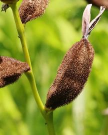   Fruit:   Canna flaccida ; Photo by M. Keim, flickr.com
