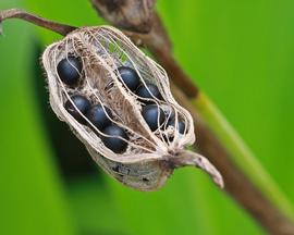   Fruit, seeds:   Canna flaccida ; Photo by M. Keim, flickr.com
