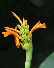   Inflorescence:   Canna jaegeriana;  Photo by Dick Culburt, Flickr
