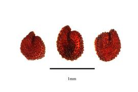   Seeds:   Drymaria cordata ; Photo by R. Gibbons, USDA APHIS PPQ, Kirkbride et al. (2006)
