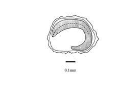   Embryo:   Cerastium indicum ; Illustration by K. Parker, Kirkbride et al. (2006)
