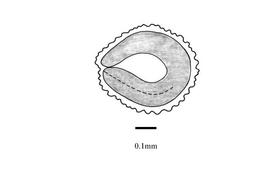   Embryo:   Drymaria cordata ; Illustration by K. Parker, Kirkbride et al. (2006)
