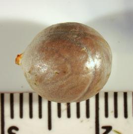   Fruit:   Chamaedorea seifrizii , endocarp only; Photo by K.E. Clancy, USDA APHIS PPQ, imageID.idtools.org
