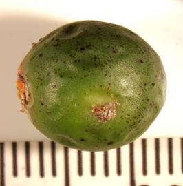   Fruit:   Chamaedorea seifrizii ; Photo by K.E. Clancy, USDA APHIS PPQ, imageID.idtools.org
