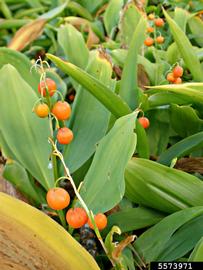   Fruits:   Convallaria majalis ; Photo by A. Oommen, bugwood.org 
