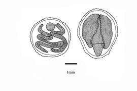   Embryo:   Calystegia pubescens ; Illustration by K. Parker, Kirkbride et al. (2006)
