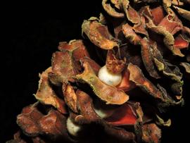   Infructescence:   Costus ricus ; Photo by R. Aguilar, flickr.com
