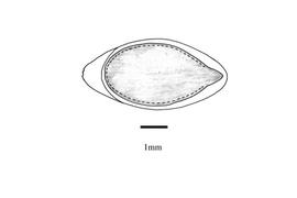   Embryo:   Cucumis myriocarpus ; Illustration by K. Parker, Kirkbride et al. (2006)
