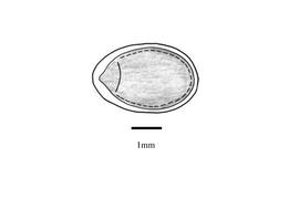   Embryo:   Ecballium elaterium ; Illustration by K. Parker, Kirkbride et al. (2006)
