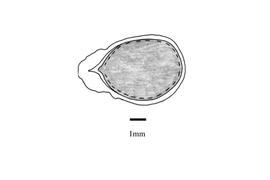   Embryo:   Momordica cymbalari a; Illustration by K. Parker, Kirkbride et al. (2006)
