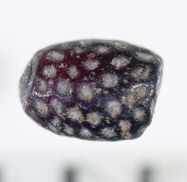   Seed :  Cyanotis axillaris ; Photo by A. Margina, USDA APHIS PPQ 
