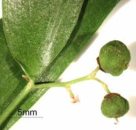   Fruits:   Danae racemosa ; Photo by K.E. Clancy, USDA APHIS PPQ, imageID.idtools.org
