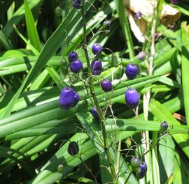   Fruits:   Dianella tasmanica ; Photo by Wmpearl, commons.wikimedia.org
