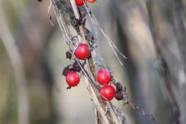   Infructescence:   Dioscorea communis ; Photo by Neil Edwards, gbif.org
