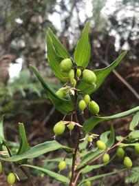   Fruits:   Drymophila cyanocarpa ; Photo by jonkka, gbif.org
