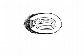   Embryo:   Duckeodendron cestroides ; Illustration by K. Parker, Kirkbride et al. (2006)
