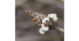   Inflorescence:   Ecdeiocolea monostachya ; Photy by Gerald Krygsman, gbif.org
