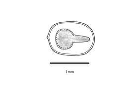   Embryo:   Acalypha alopecuroidea ; Illustration by K. Parker, Kirkbride et al. (2006)
