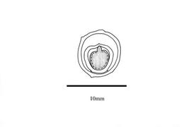   Embryo:   Macaranga triloba ; Illustration by K. Parker, Kirkbride et al. (2006)
