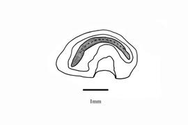   Embryo:   Flueggea virosa ; Illustration by K. Parker, Kirkbride et al. (2006)
