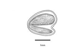   Embryo:   Melilotus dentatus ; Illustration by K. Parker, Kirkbride et al. (2006)
