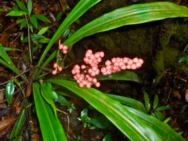   Infructescence:   Hanguana bakoensis ; Photo by Shawn O'Donnell, gbif.org
