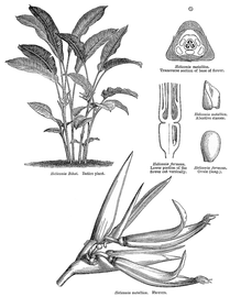   Inflorescence:   Heliconia  sp.; Illustration by L. Steinheil and A. Riocreux, A general system of botany (1873), courtesy of L. Watson and M.J. Dallwitz, 1992 onwards
