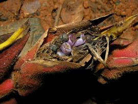   Infructescence:   Heliconia pogonantha ; Photo by R. Aguilar, flickr.com
