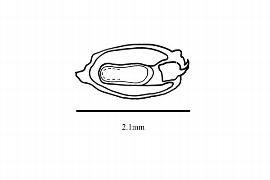   Embryo:   Hippuris vulgaris ; Illustration by K. Parker, Kirkbride et al. (2006)
