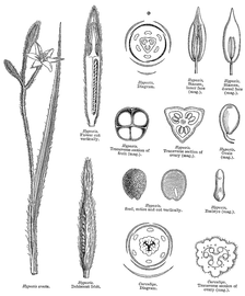   Fruit, seed, embryo:   Hypoxis  sp. and  Curculigo  sp.; Illustration by L. Steinheil and A. Riocreux, A general system of botany (1873).
