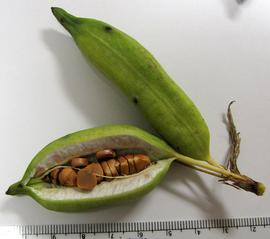   Fruits, seeds:   Iris pseudacorus ; Photo by A. Margina, USDA APHIS PPQ, imageID.idtools.org
