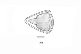   Embryo:   Moluccella laevis ; Illustration by K. Parker, Kirkbride et al. (2006)
