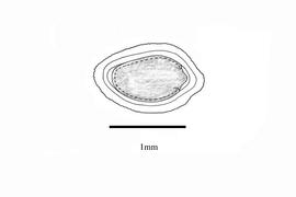   Embryo:   Ocimum americanum ; Illustration by K. Parker, Kirkbride et al. (2006)
