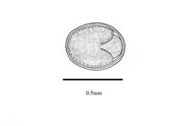   Embryo:   Satureja pseudosimensis ; Illustration by K. Parker, Kirkbride et al. (2006)
