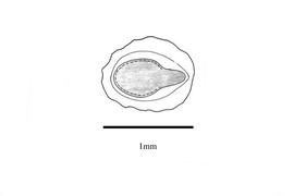   Embryo:   Teucrium scordium ; Illustration by K. Parker, Kirkbride et al. (2006)
