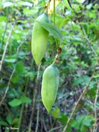   Fruits:   Lapageria rosea ; Photo by Eitel Thielemnn, gbif.org
