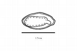   Embryo:   Anisadenia pubescens ;nbsp;Illustration by K. Parker, Kirkbride et al. (2006)
