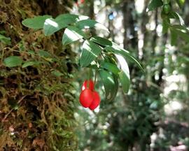   Fruits:   Luzuriaga radicans ; Photo by Benjamin Silva Ahumada, gbif.org 
