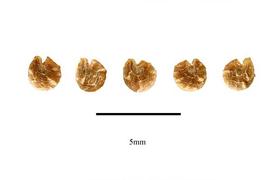   Fruits:   Fuertesimalva peruvianum ; Photo by R. Gibbons, USDA APHIS PPQ, Kirkbride et al. (2006)
