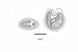   Embryo:   Fuertesimalva peruvianum ; Illustration by K. Parker, Kirkbride et al. (2006)
