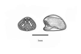   Embryo:   Sida spinosa ; Illustration by K. Parker, Kirkbride et al. (2006)
