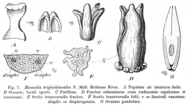   Fruit:   Maundia triglochinoides  (D, young fruit; E, transection of fruit); Illustration by Fr. Buchenau, Das Pflanzenreich (1903), courtesy of Watson and Dallwitz 1992 onwards 
